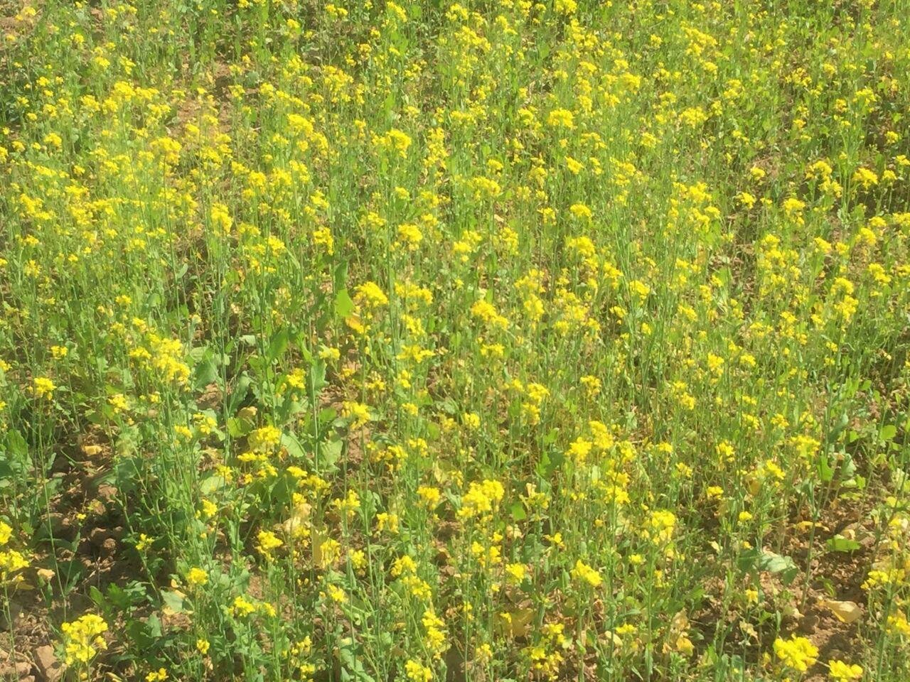 That’s how beautiful a mustard crop is. Very beautifully fragrant