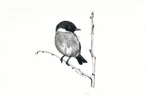Stonechat.jpg