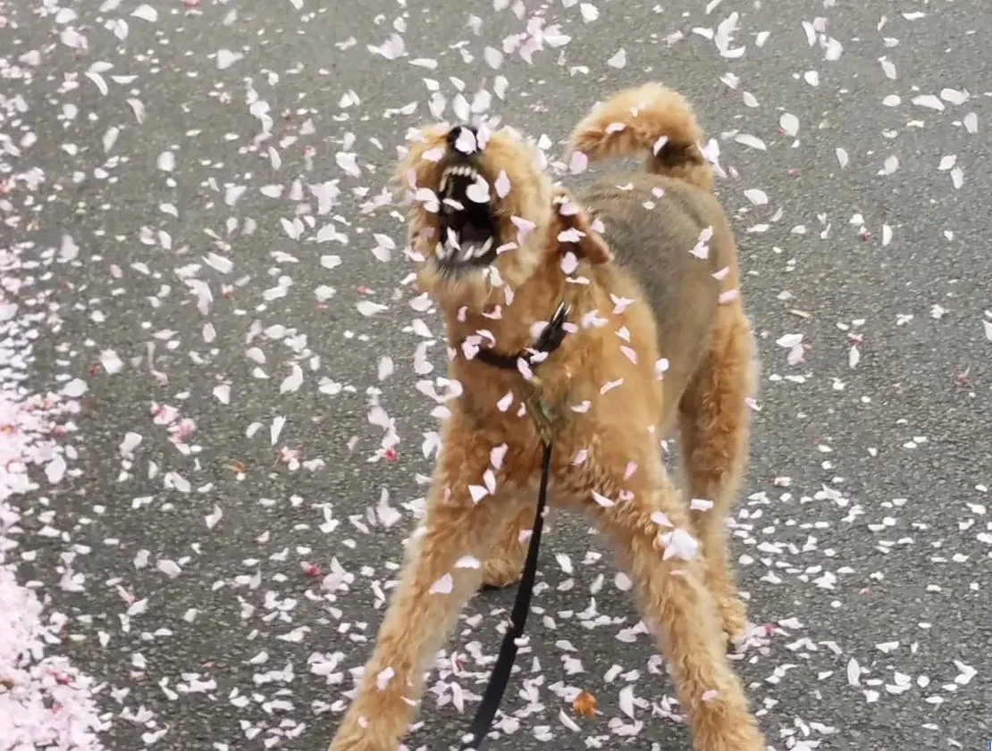 The first day of Spring arrived!!