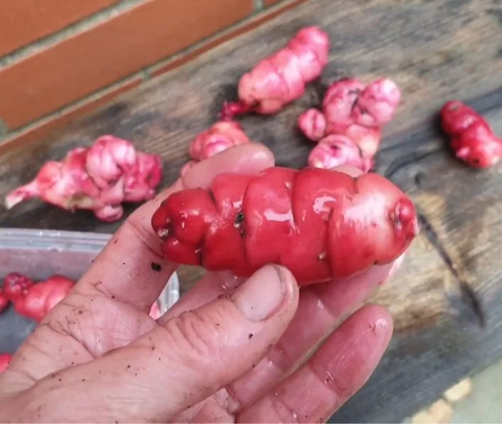 Home-grown oca - aka New Zealand Yam