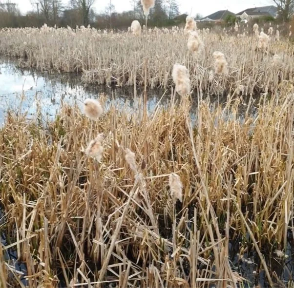 Filey Dams Wetland Bird Sanctuary had a guest...