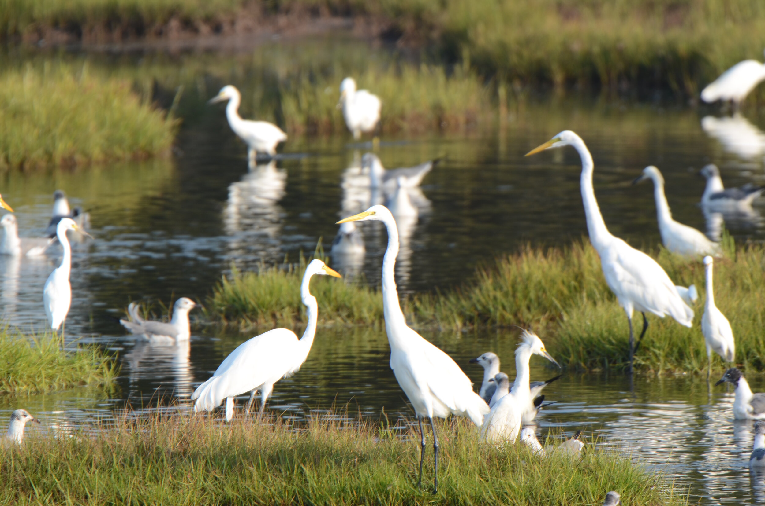 Great and snowy egrets and laughing gulls feed in a panne.