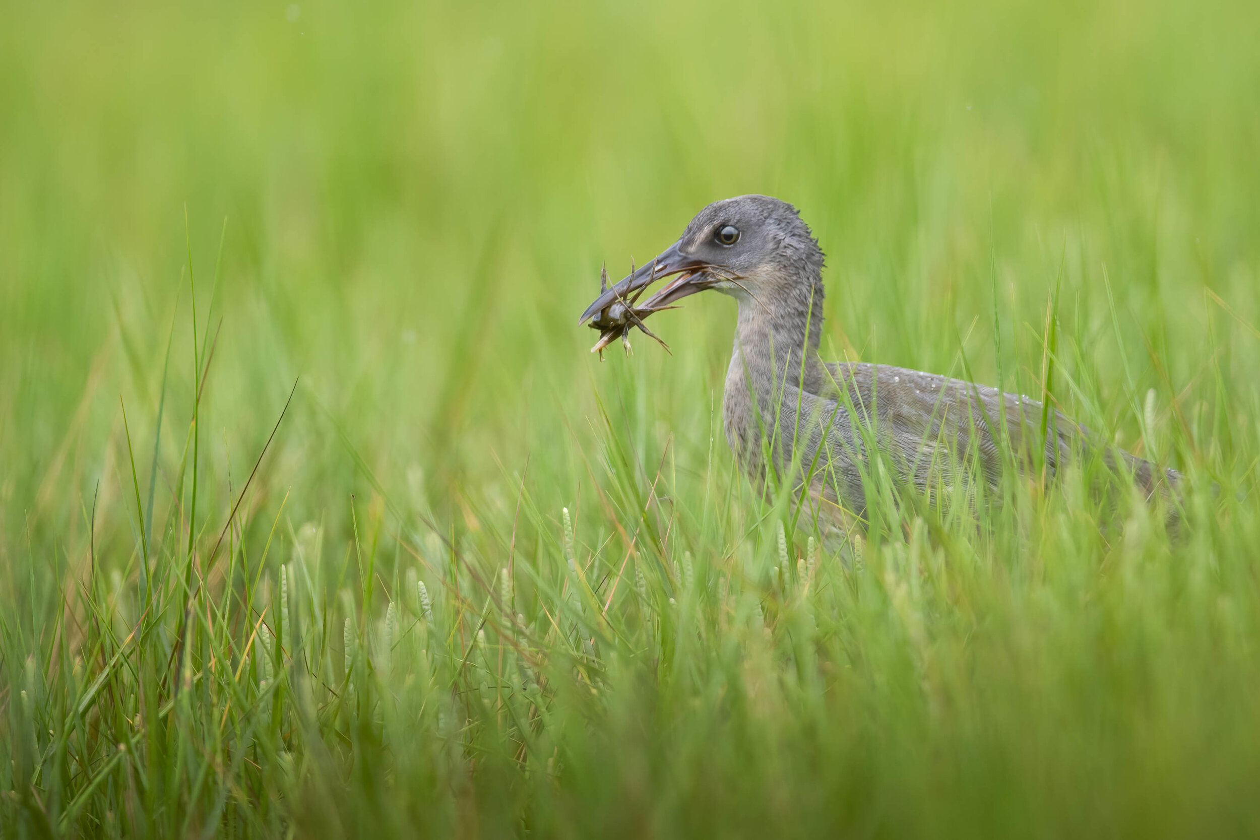 A clapper rail eats a fiddler crab.