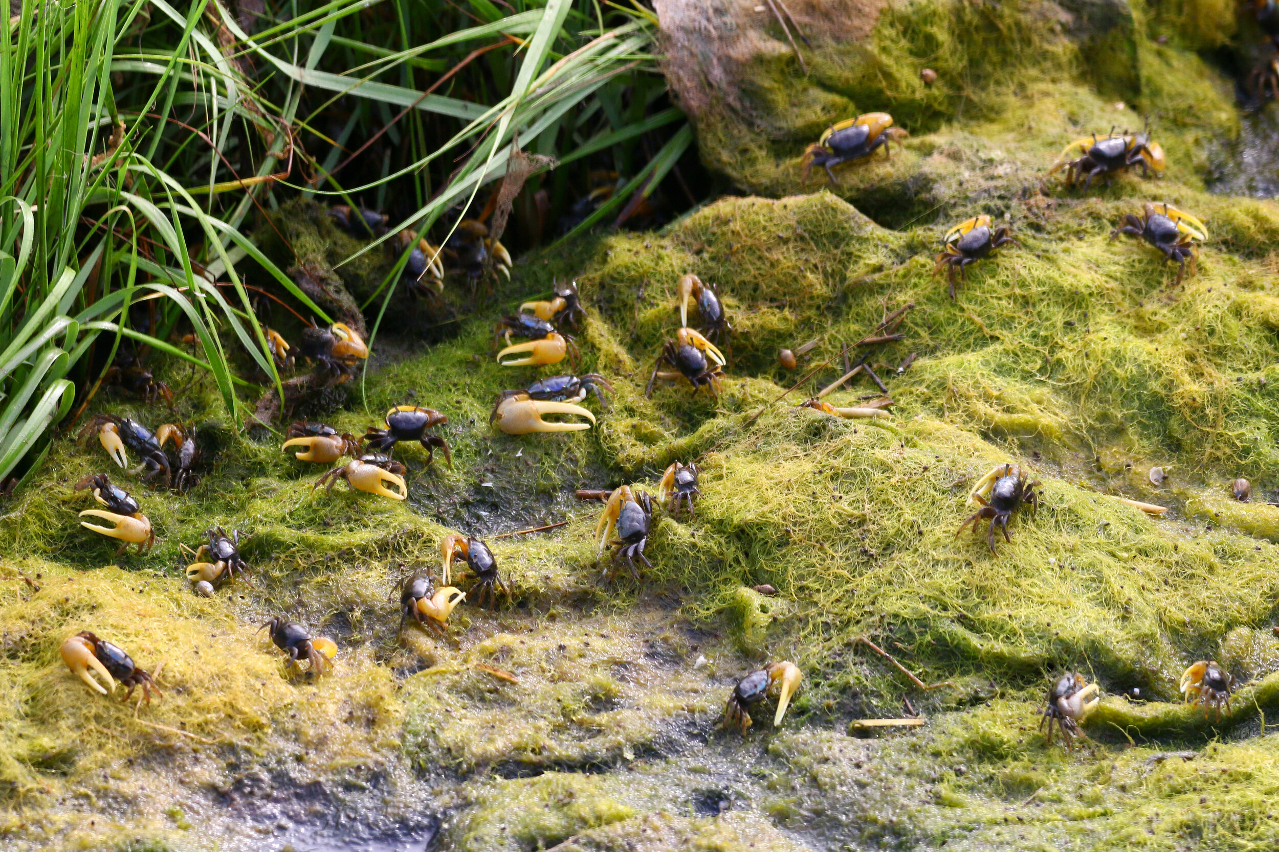 Fiddler crabs