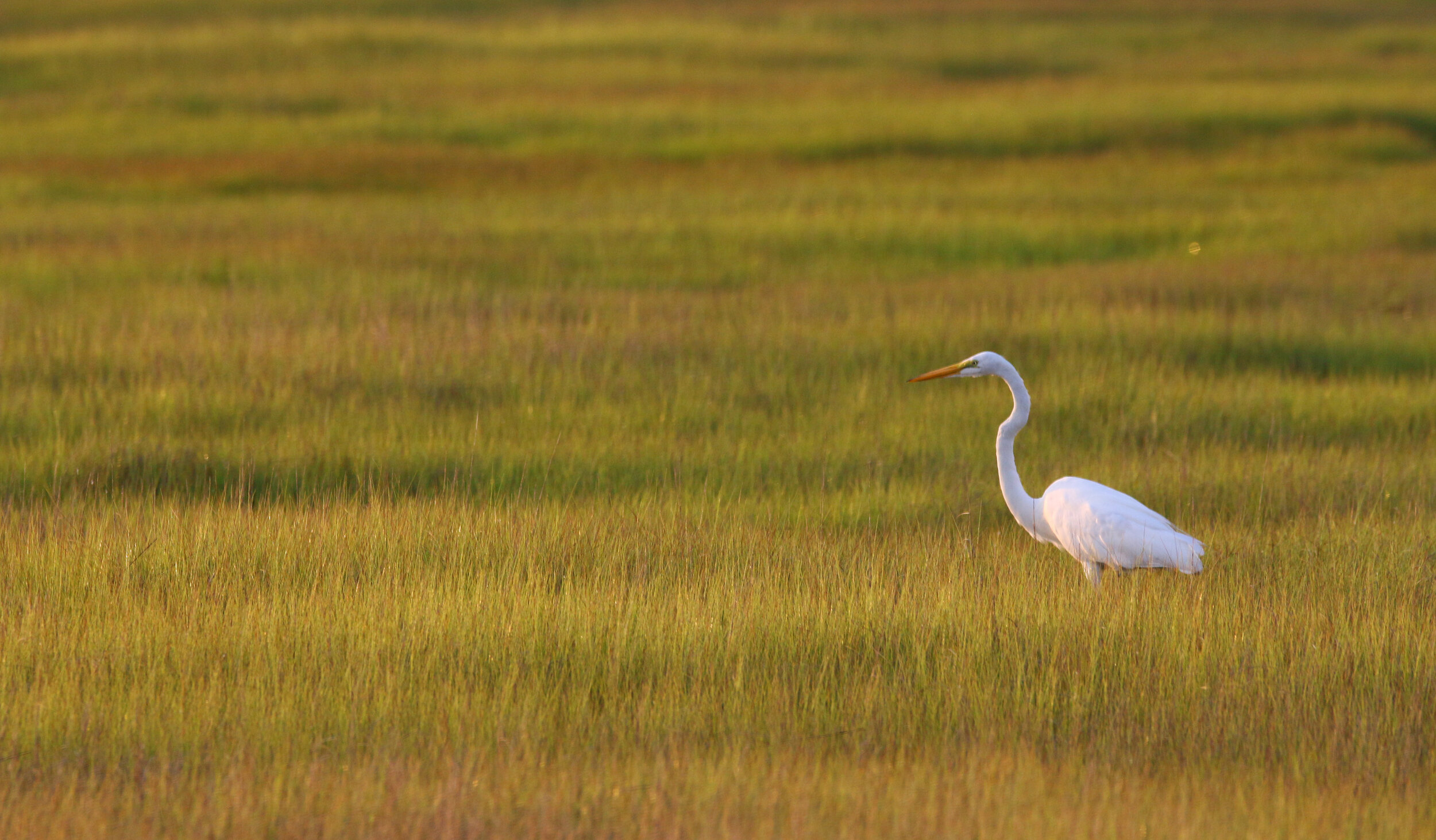 A great egret hunts in the marsh interior.