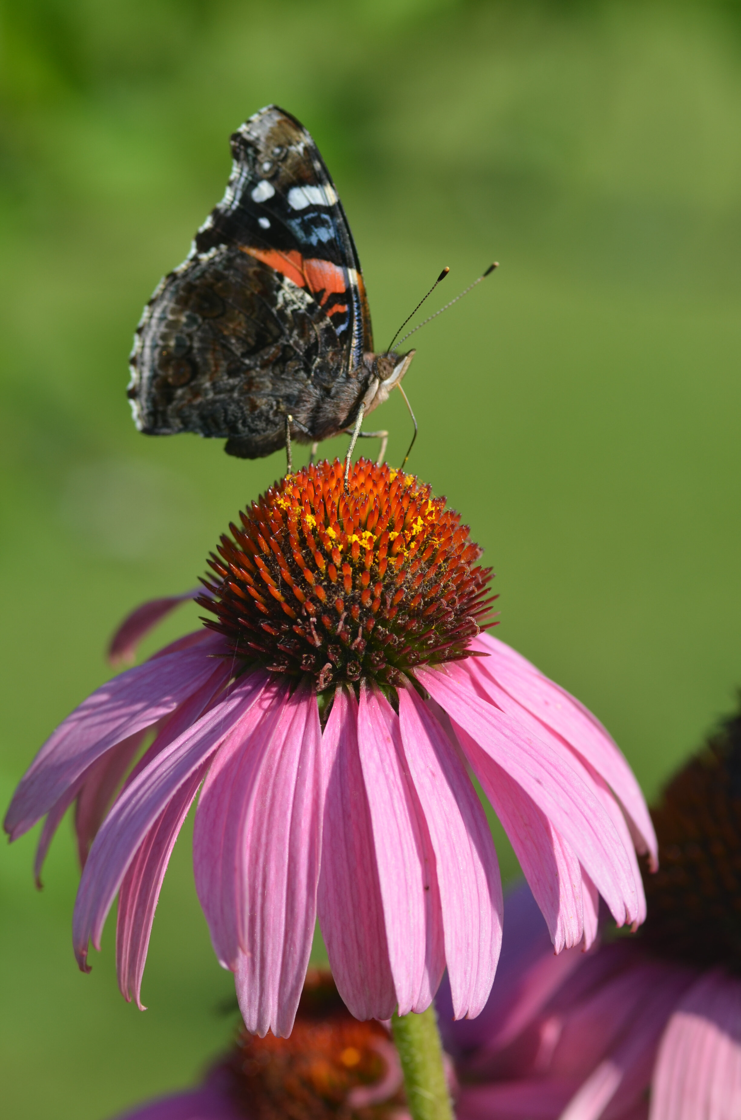 Red Admiral Butterfly on Purple Coneflower.