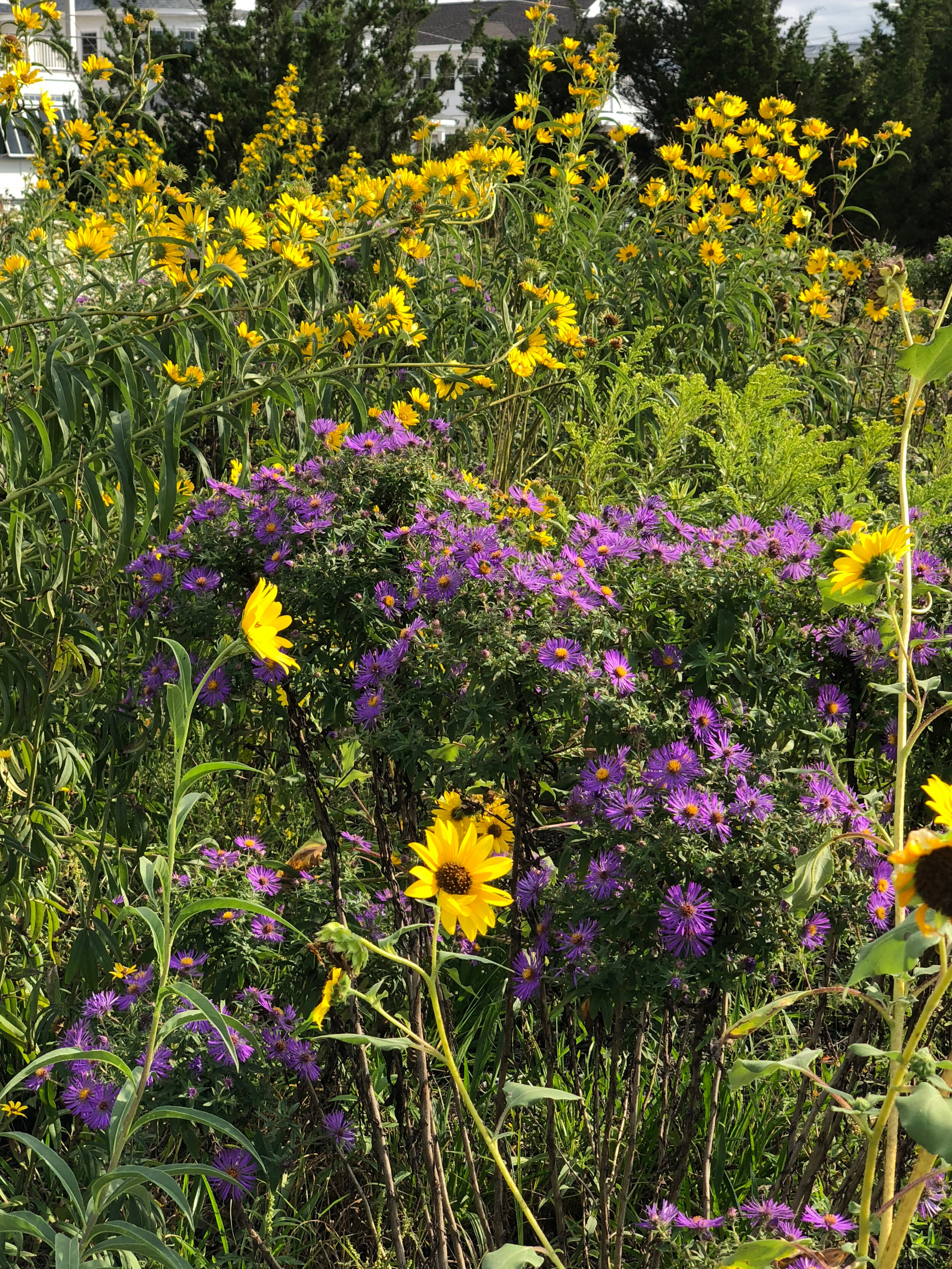 Native garden at the Stone Harbor Bird Sanctuary.