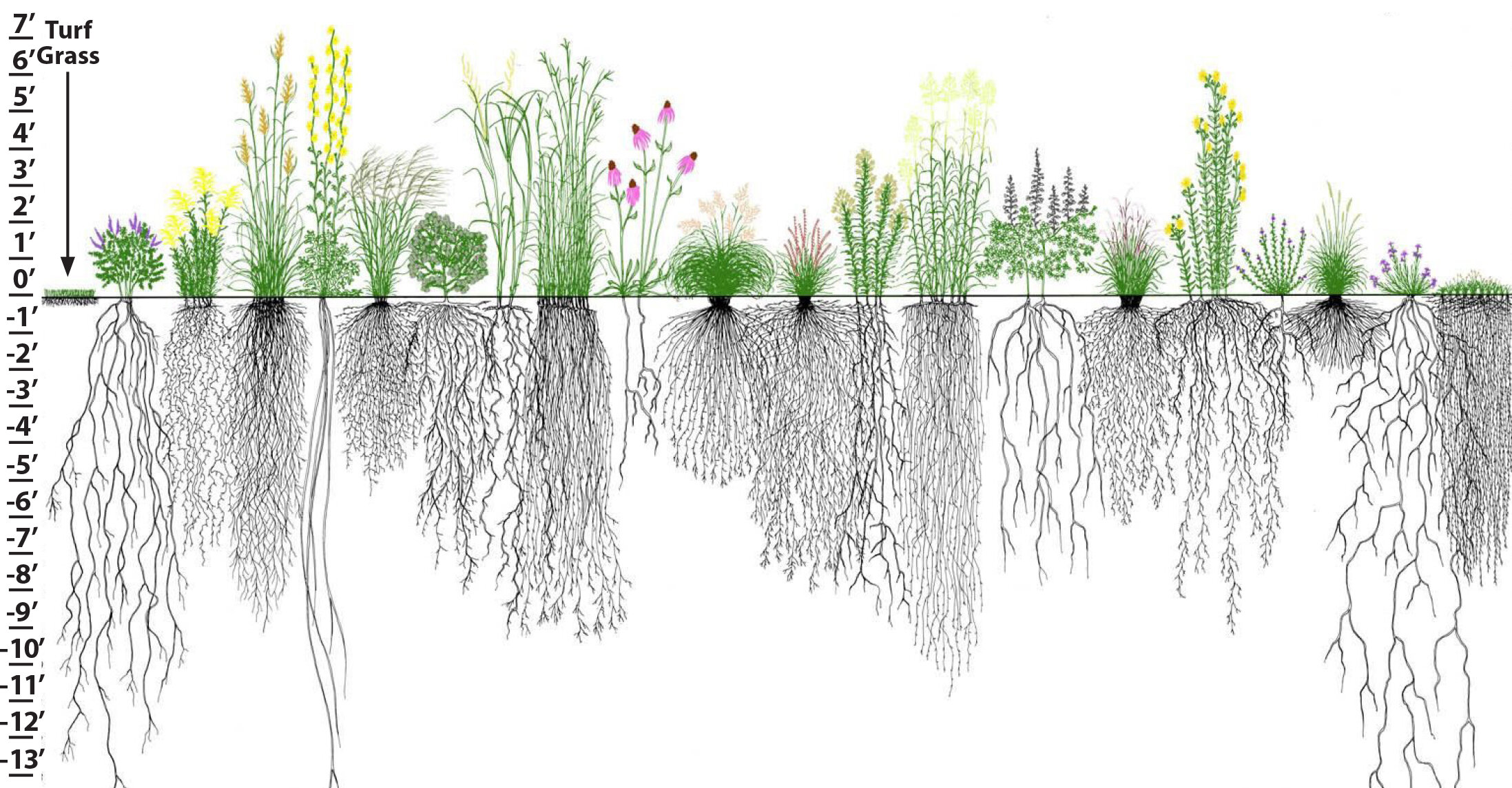 Root structure of turf grass (left) vs. that of native plants.