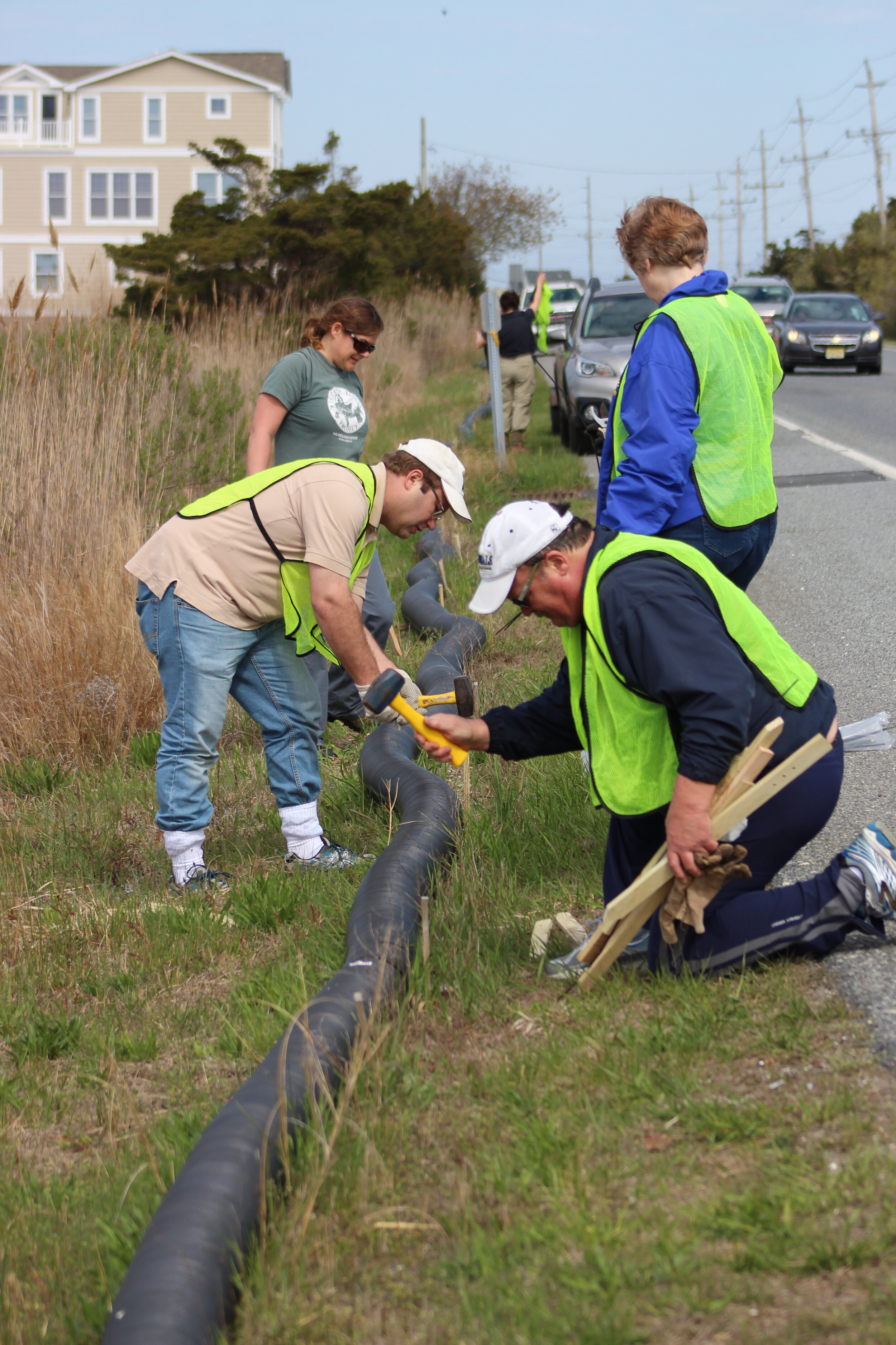 Volunteers maintaining roadside barrier fence for terrapins.