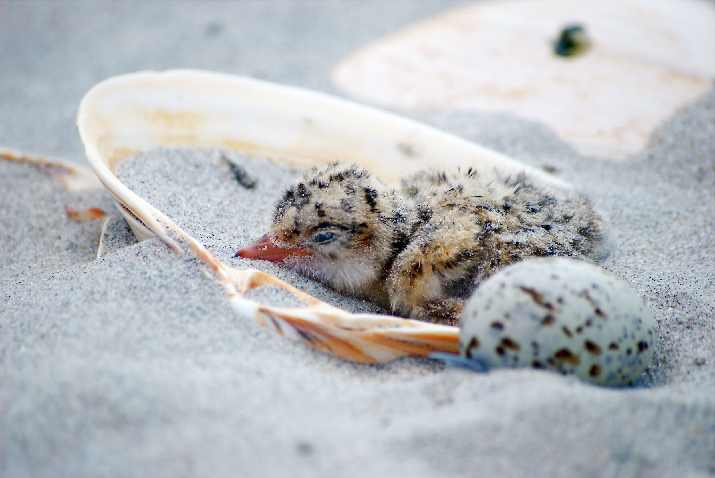 Least tern egg and chick inside a clam shell for scale.