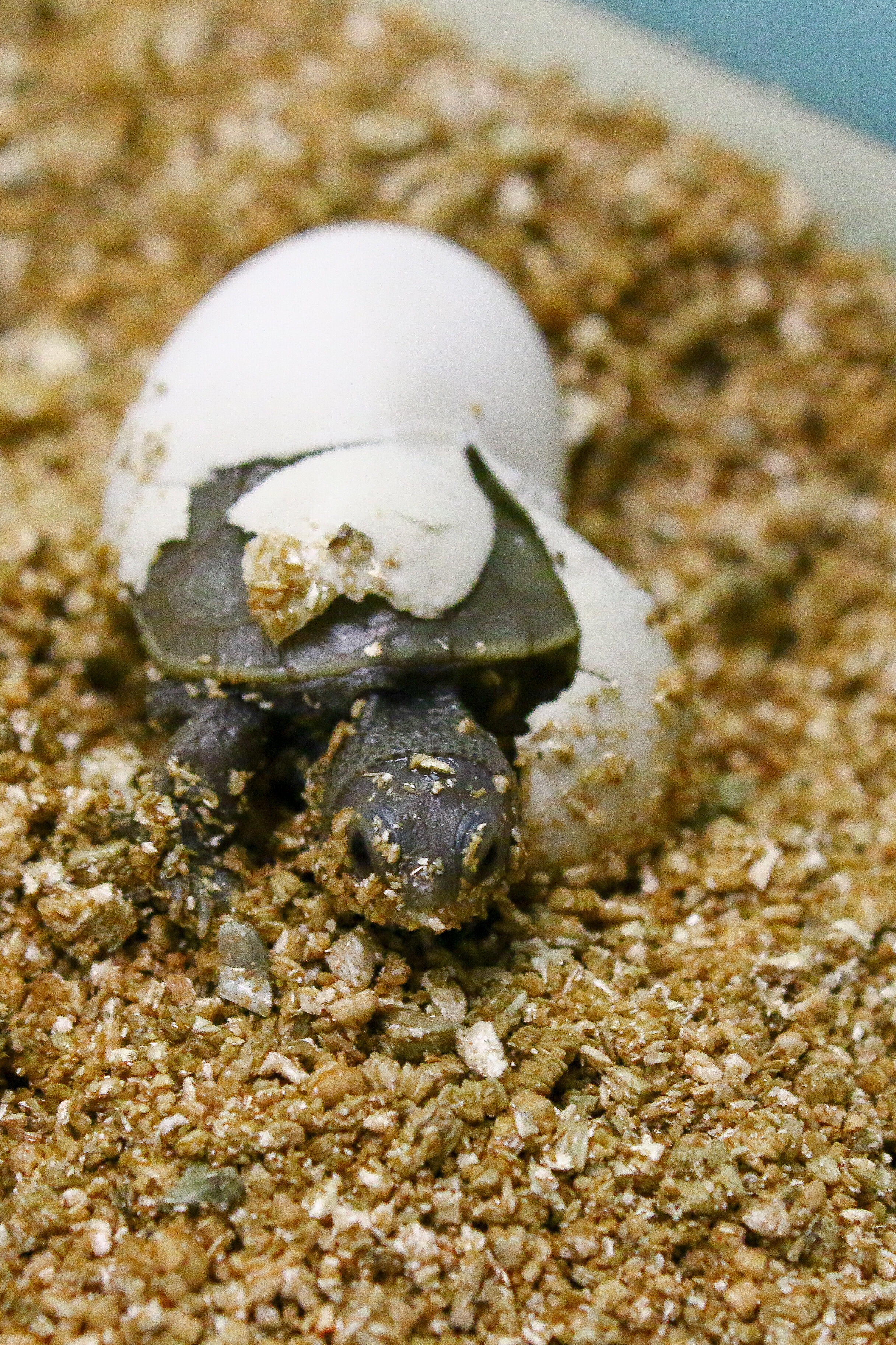 Diamondback terrapin hatching at The Wetlands Institute from egg recovered from a road-killed mother.