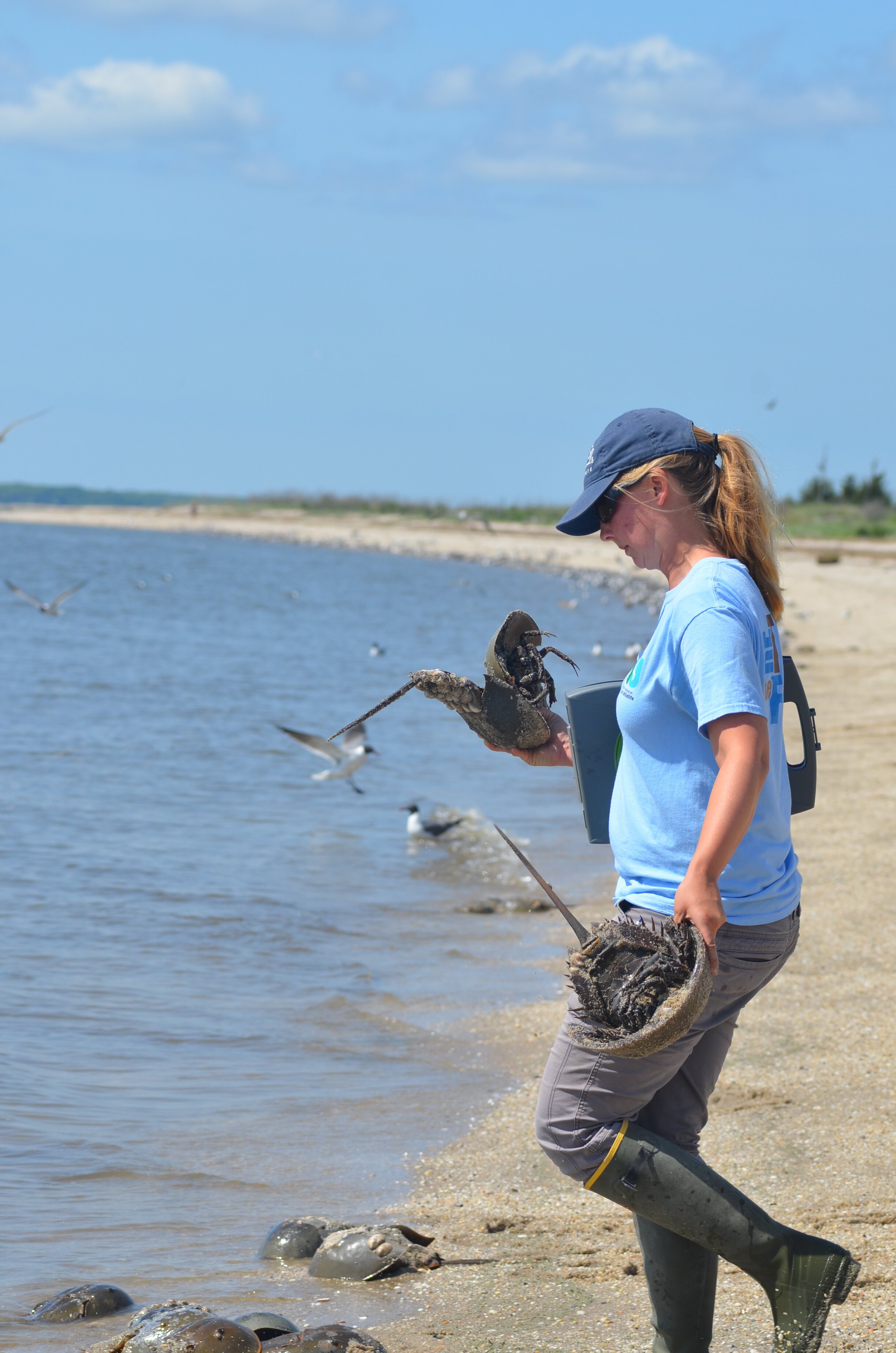 The Wetlands Institute staff rescuing horseshoe crabs in the reTURN the  Favor program. 
