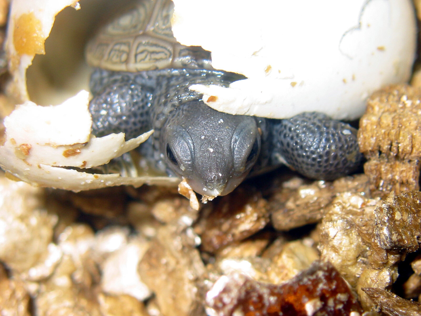 Incubated terrapin hatching from her egg.