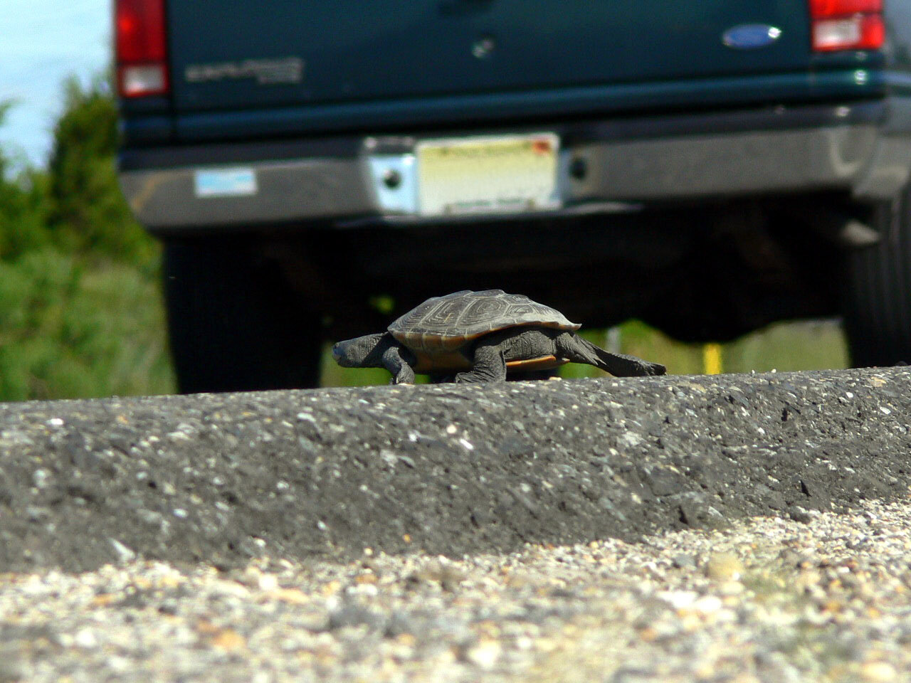A terrapin crossing the road.