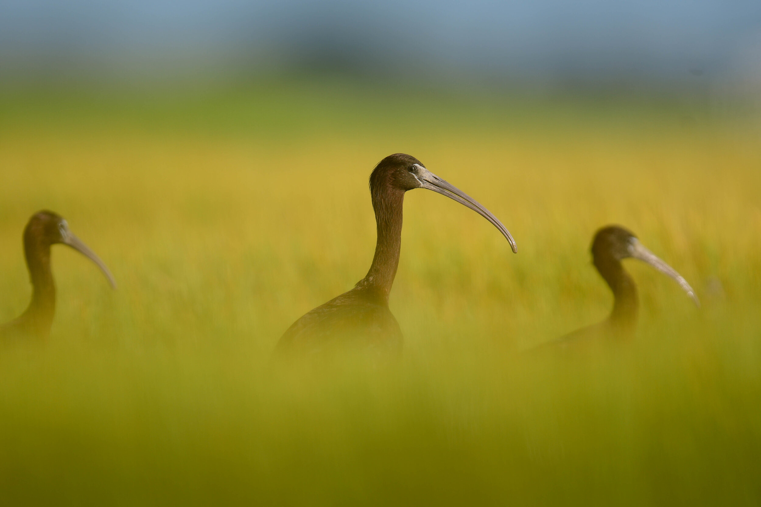 Glossy ibis - photo courtesy of R. Guidetti