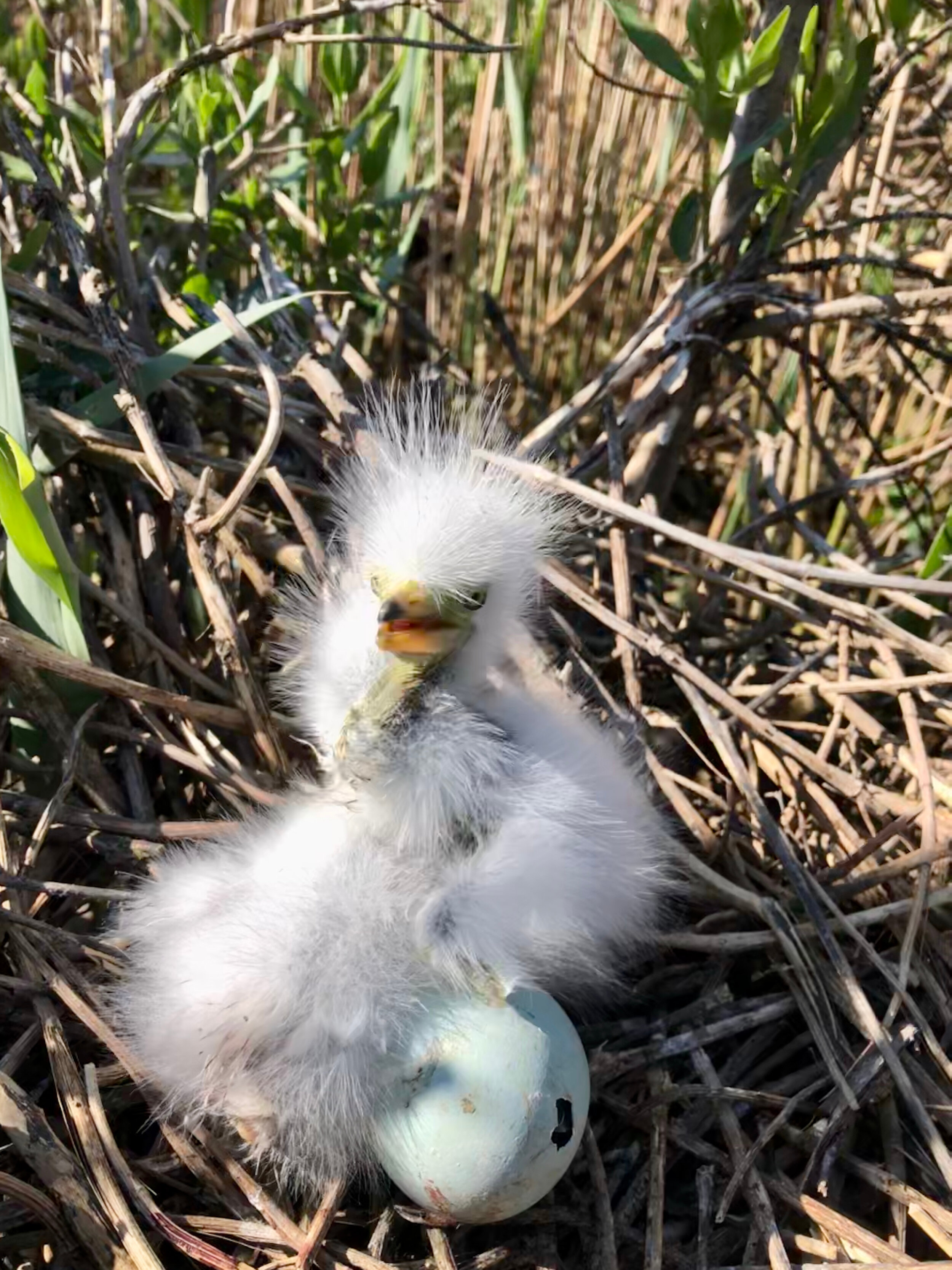 Great egret chick and egg
