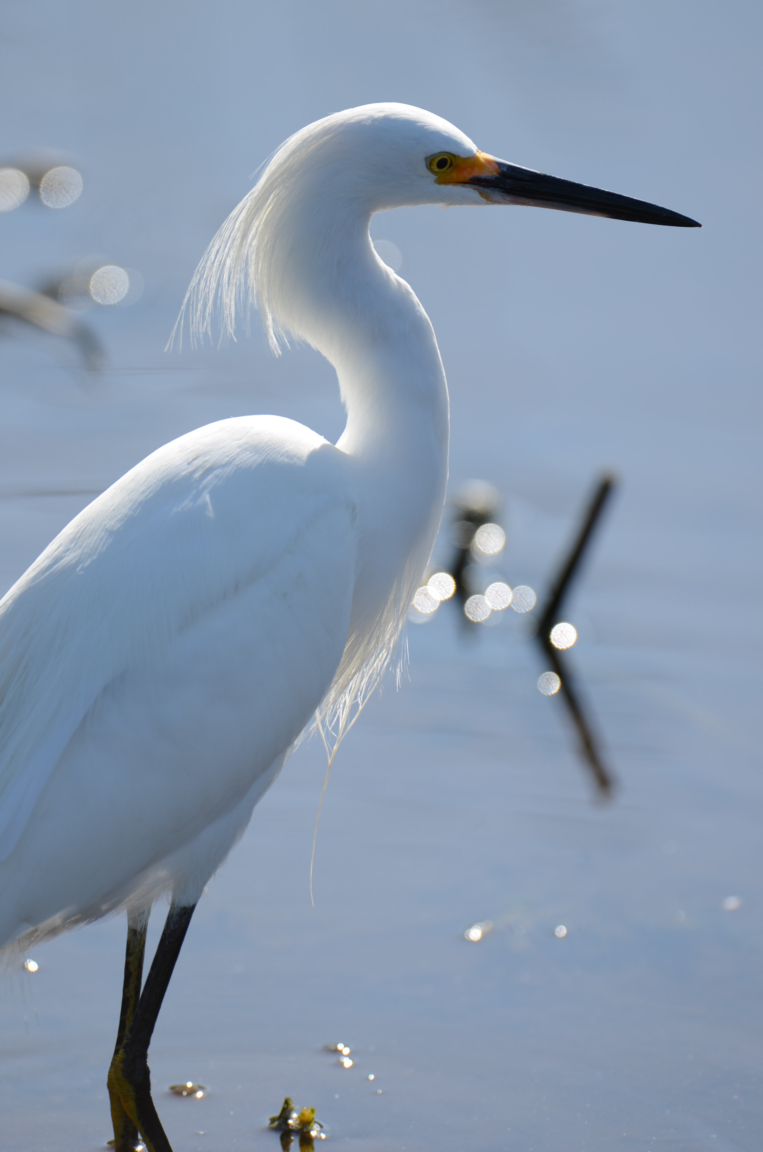 Snowy egret