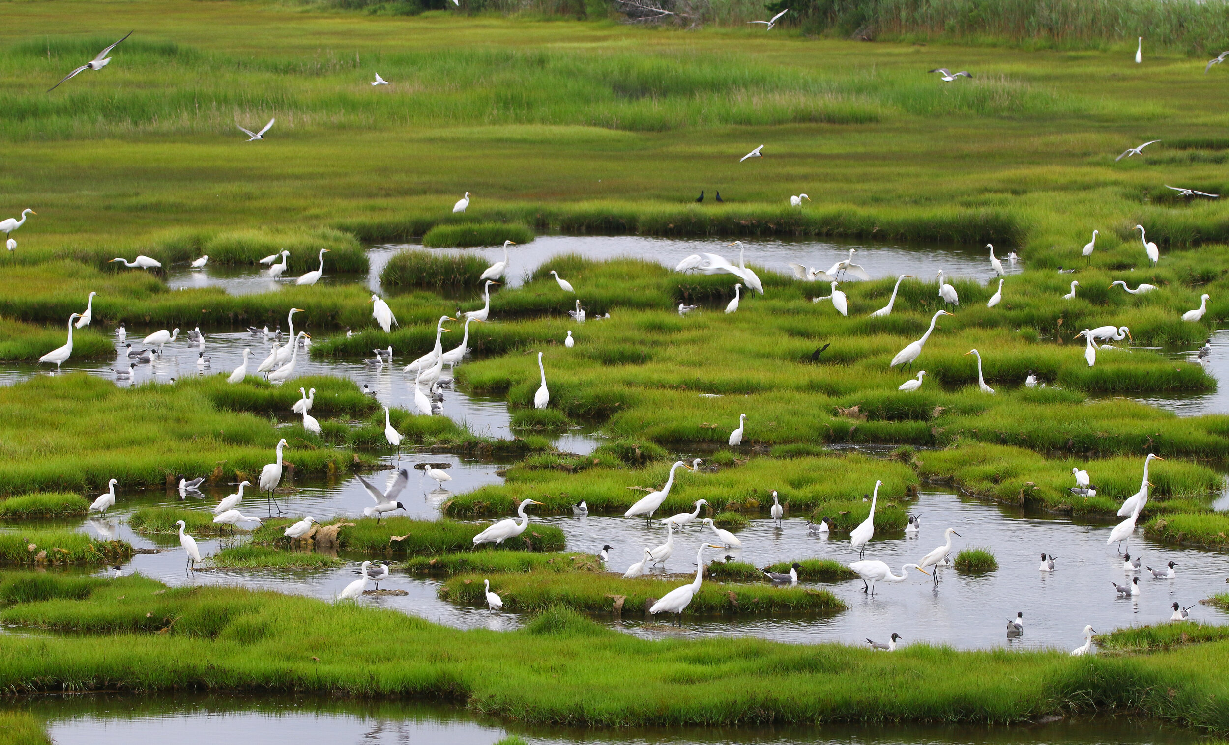 Great and snowy egrets feeding in a marsh pool.