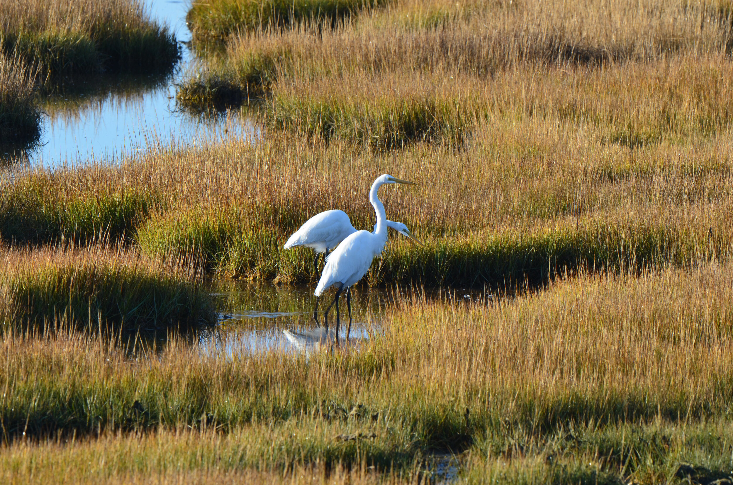 Great egrets in the marsh.