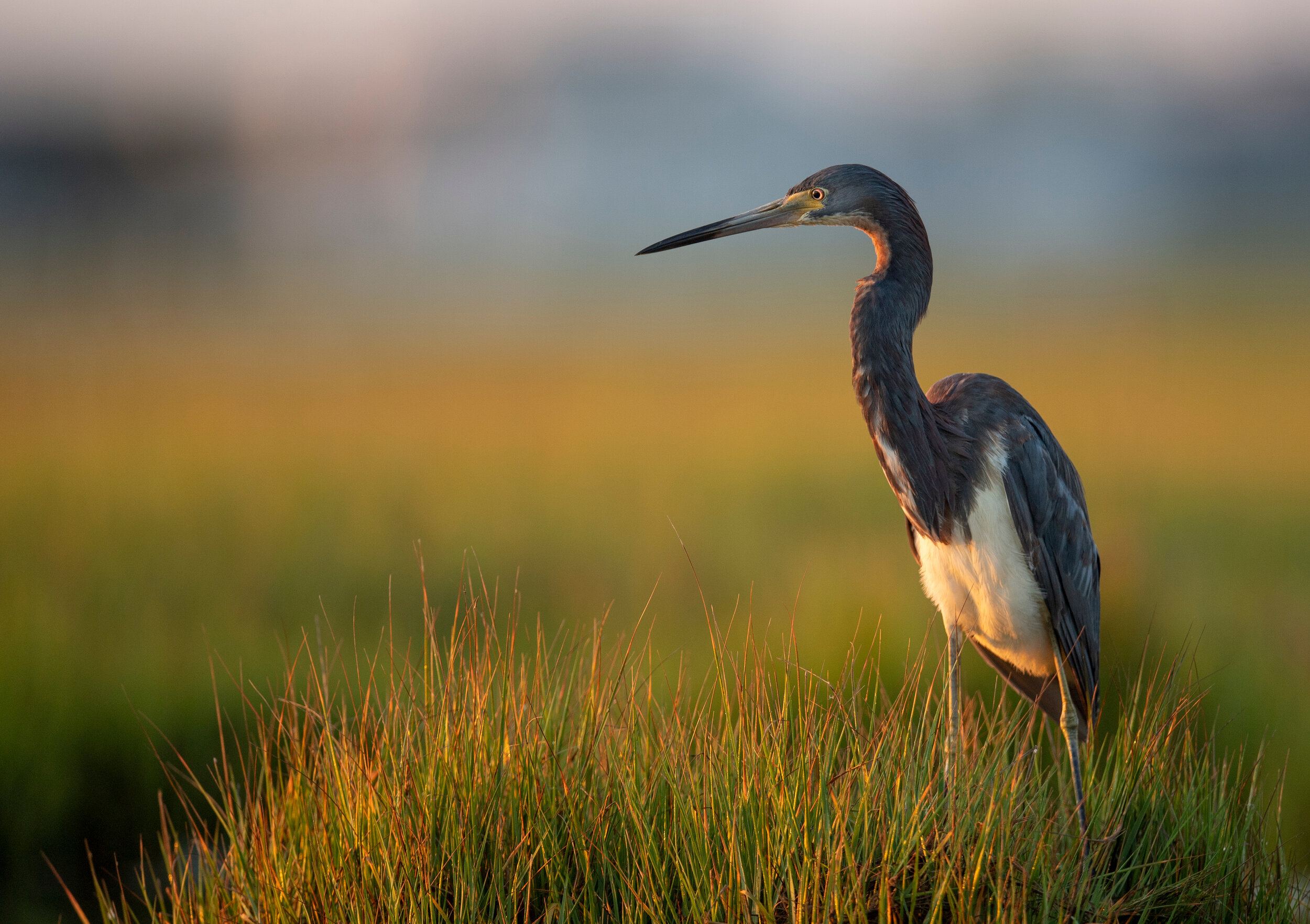 Tricolored heron - photo courtesy of R. Guidetti