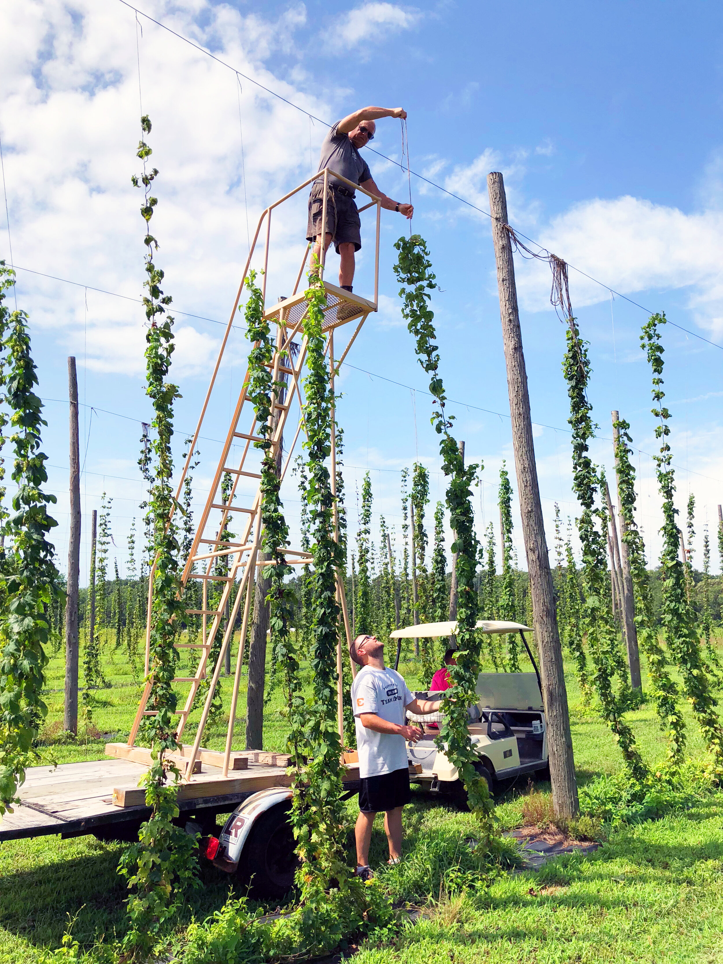 Tom Rossi atop the homemade ladder restringing the bines.