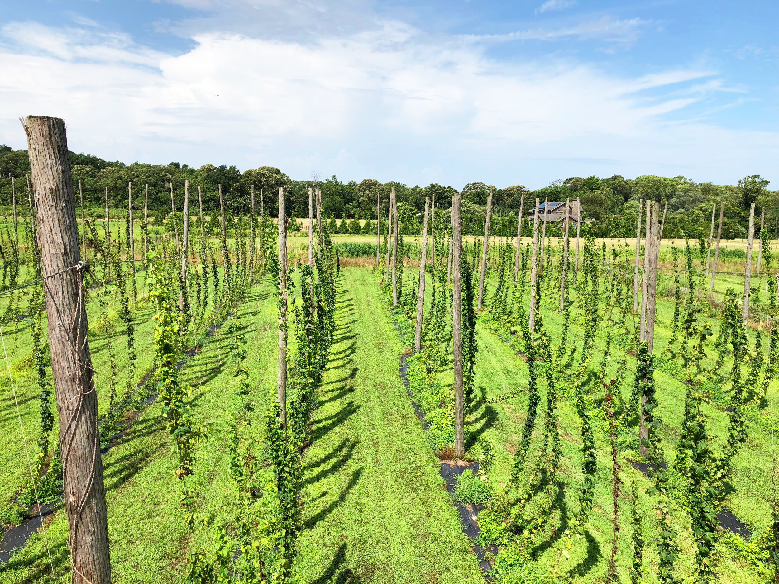 Rows of hops growing in Cape May County 