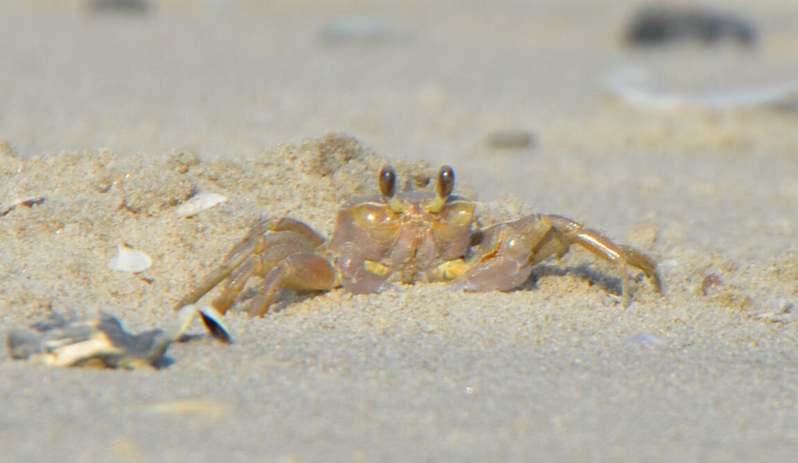 Ghost Crab