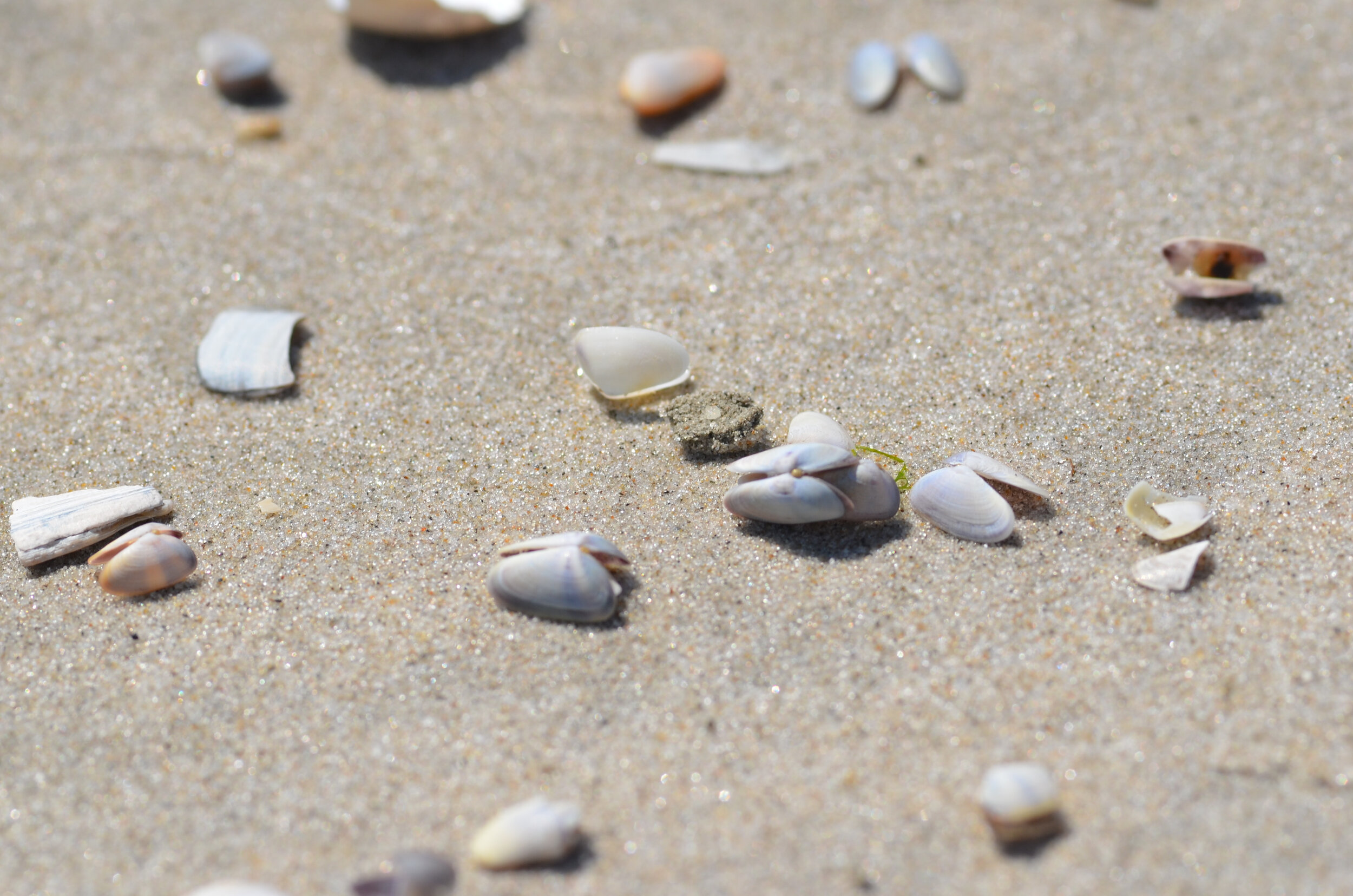 Coquina clams (Donax)