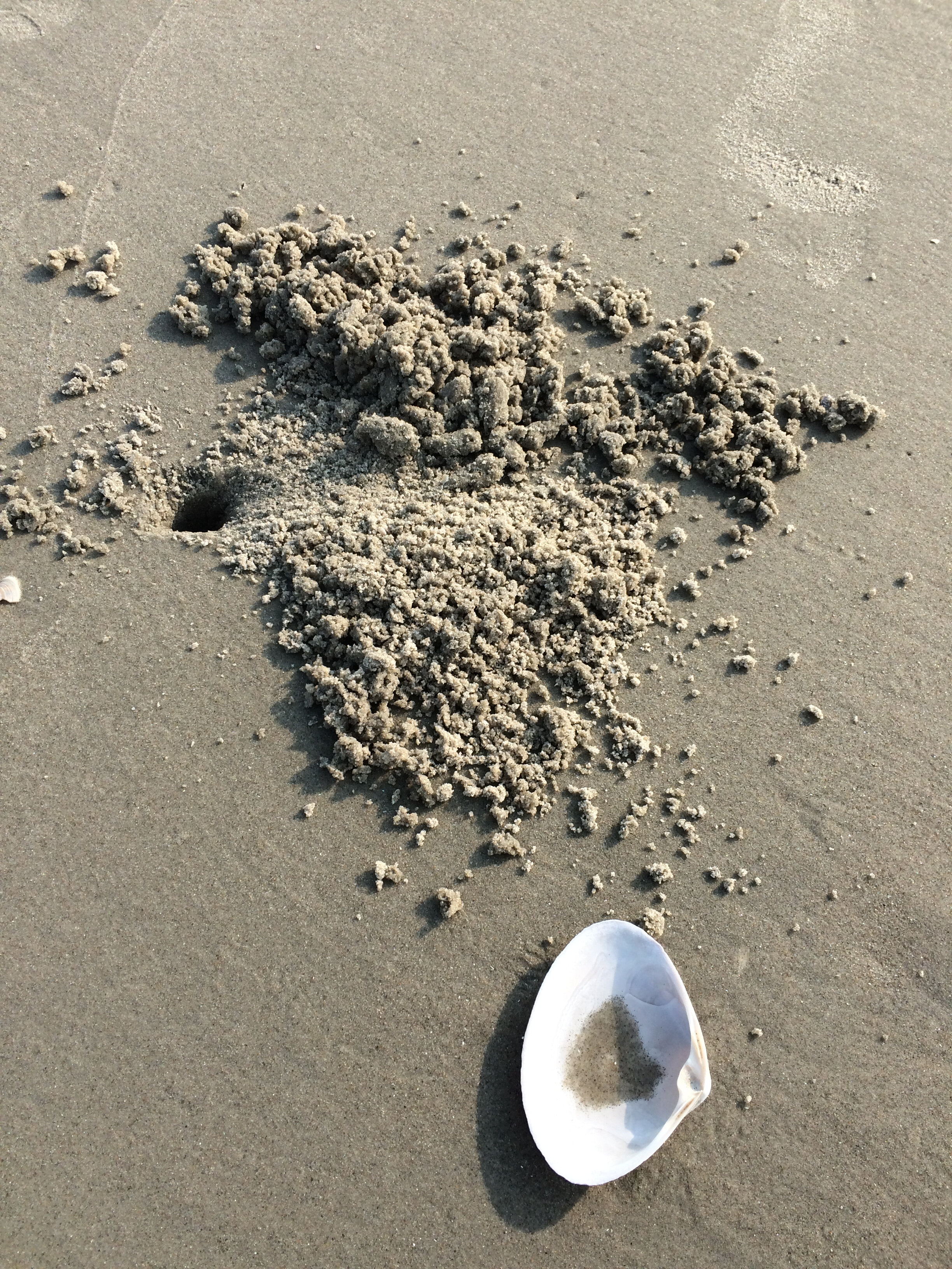 Hole made by a Ghost Crab