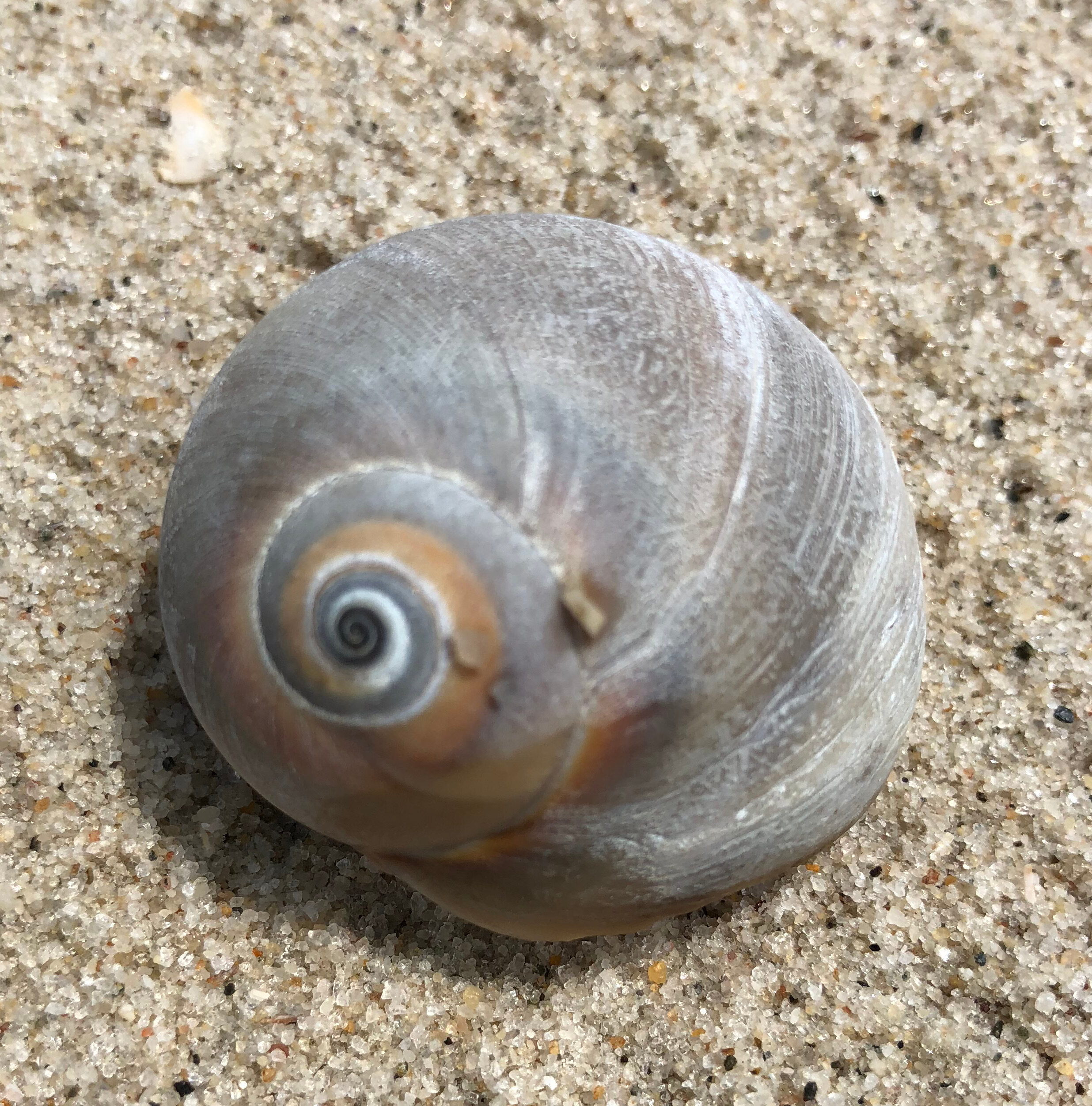 Moon Snail