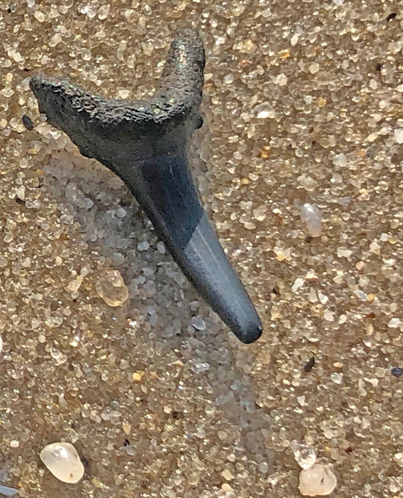 Sand Shark tooth