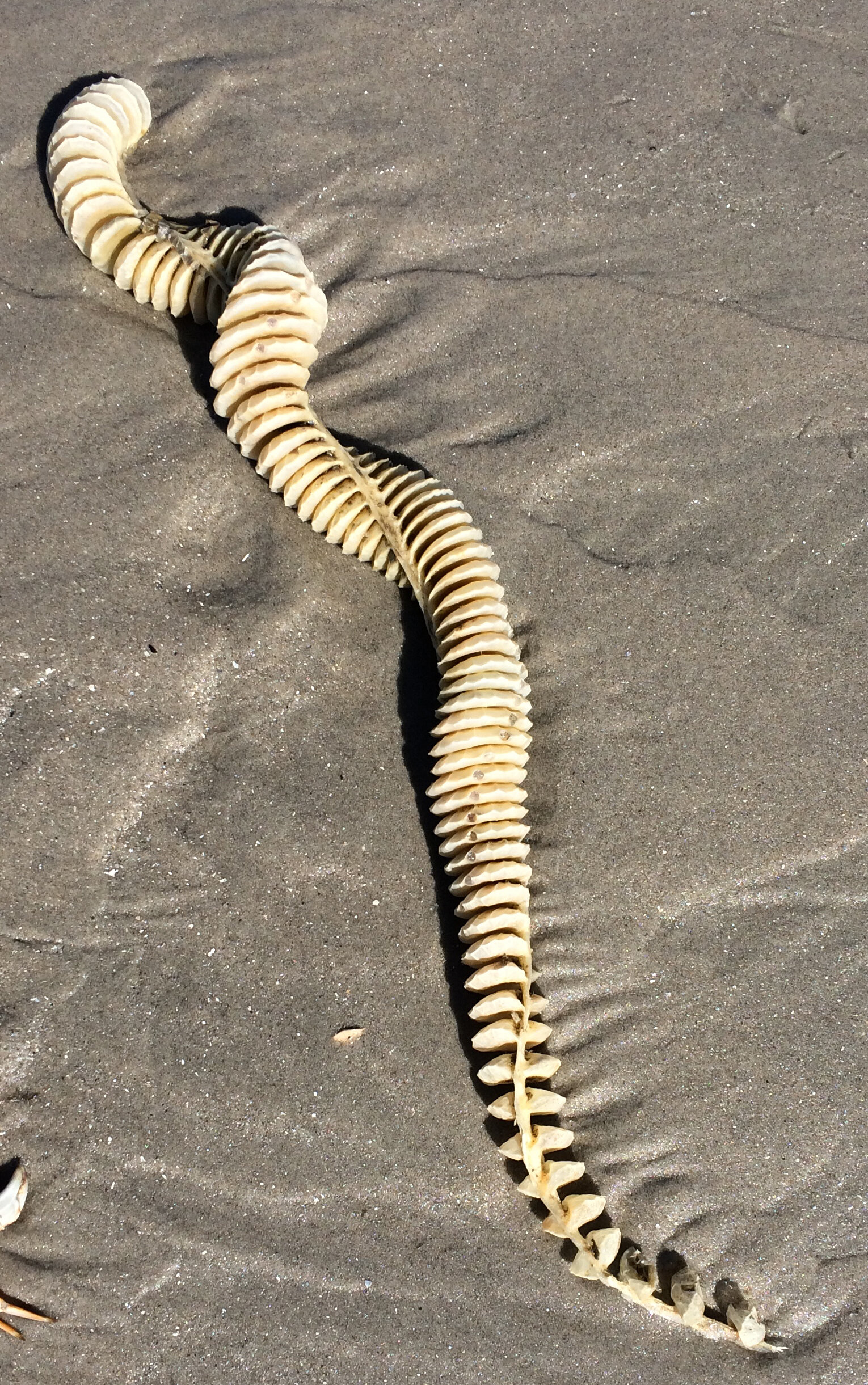 Whelk egg case