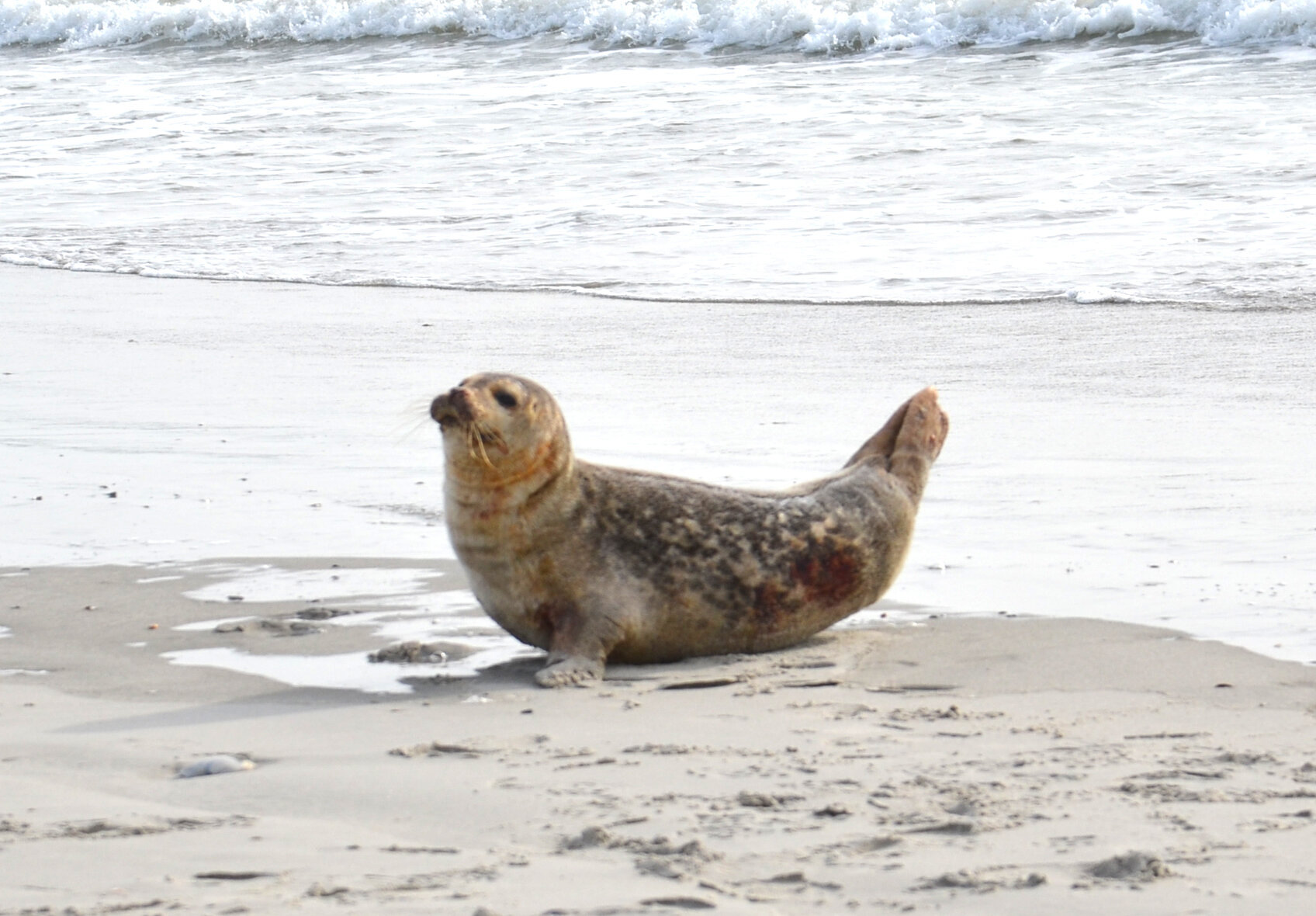 Harbor seal in a “banana” position