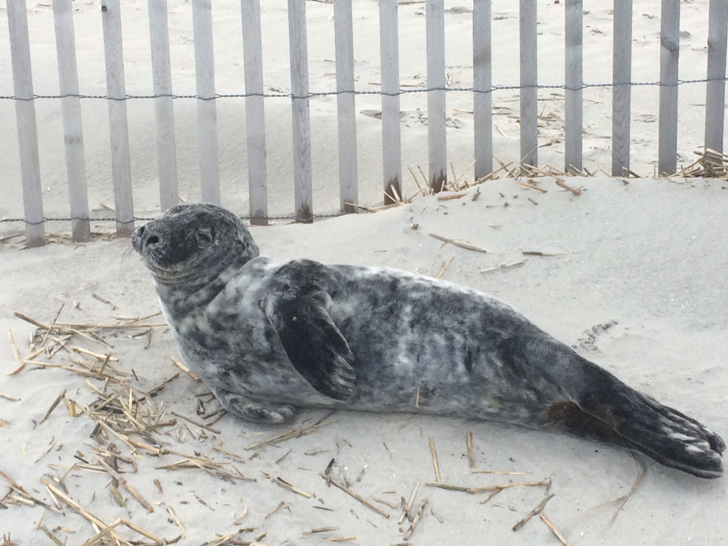 Gray seal