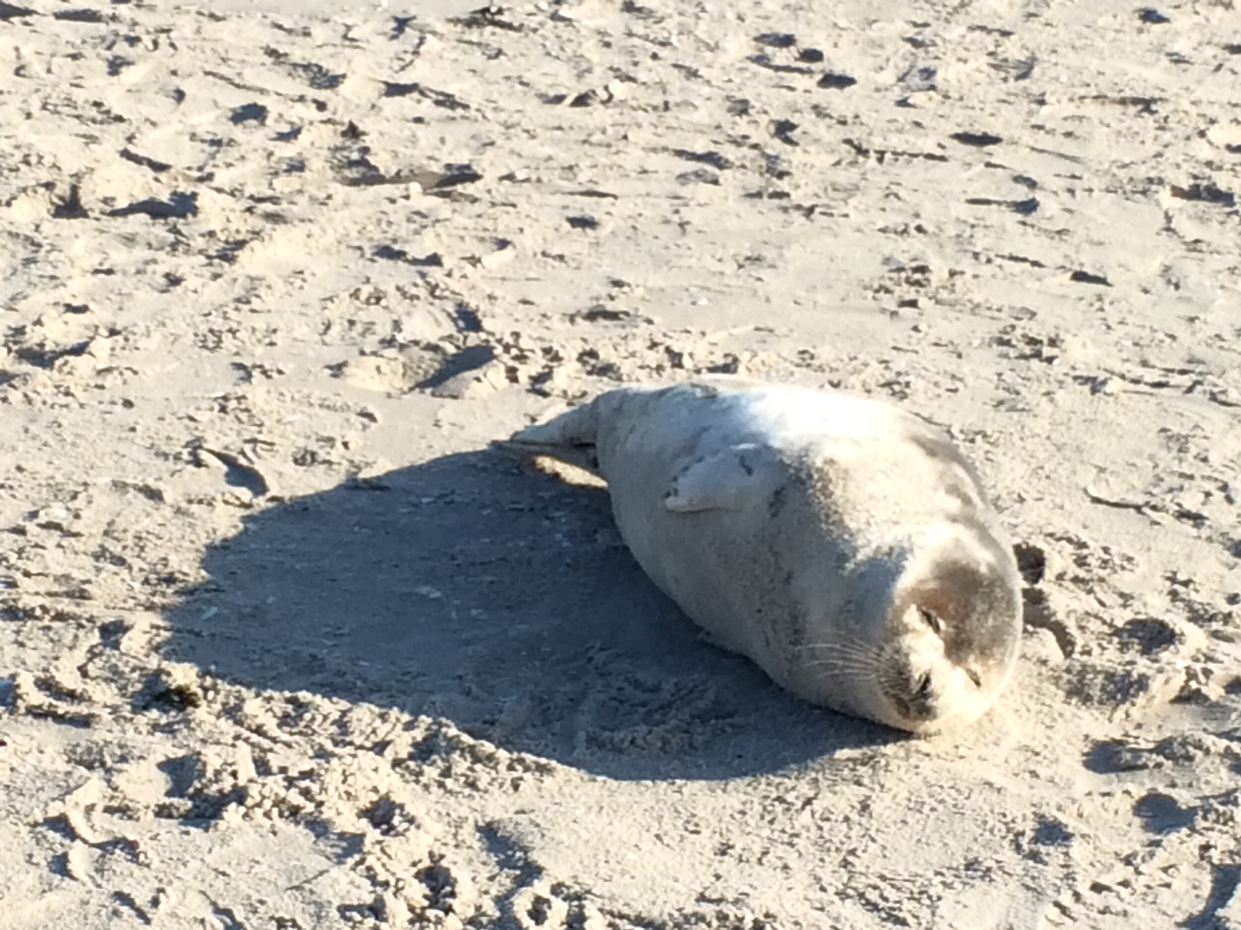 Harp seal