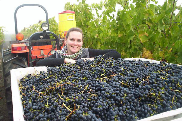 Kristie Robinson with a grape harvest.