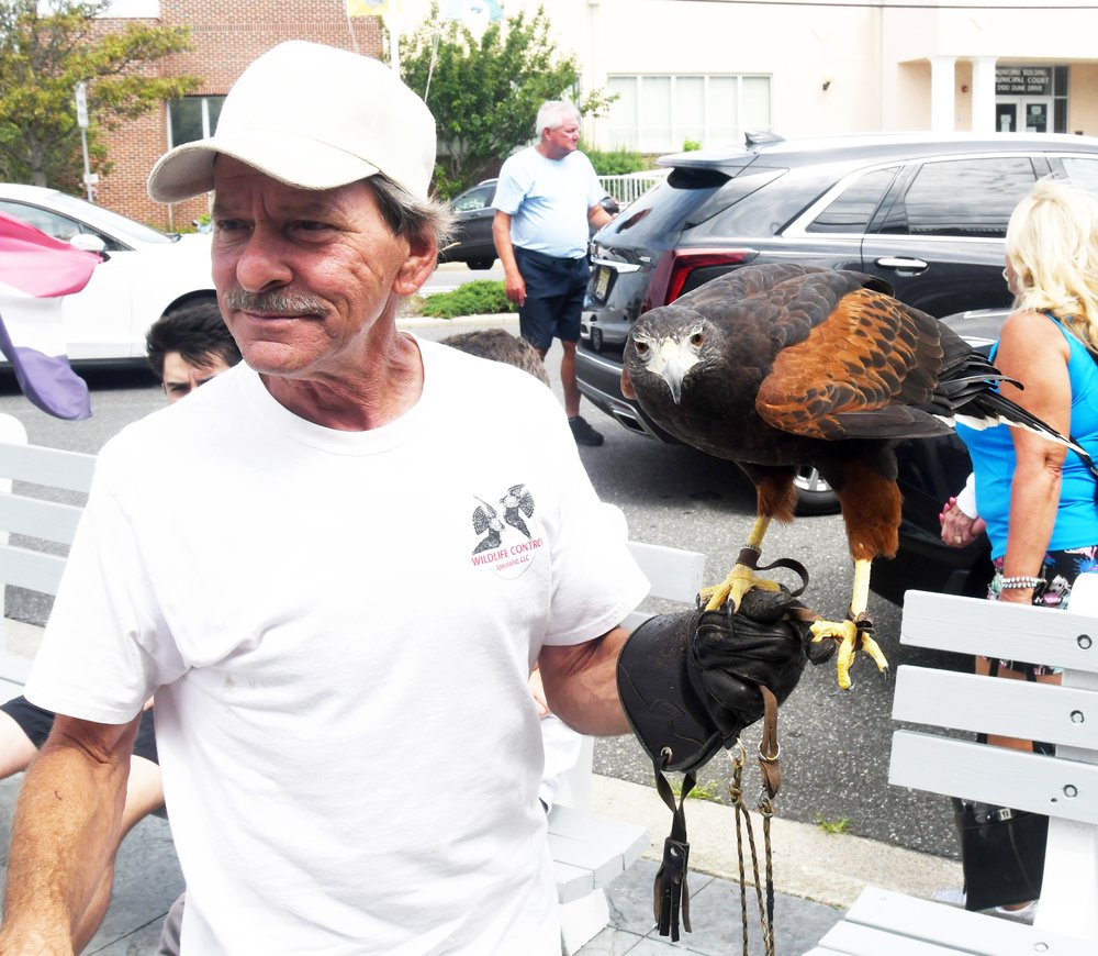 Seagulls, beware! Paul Totten of Wildlife Control Specialists has been on duty at Uncle Bill’s Pancake House protecting al fresco meals with his Harris’s hawk. 