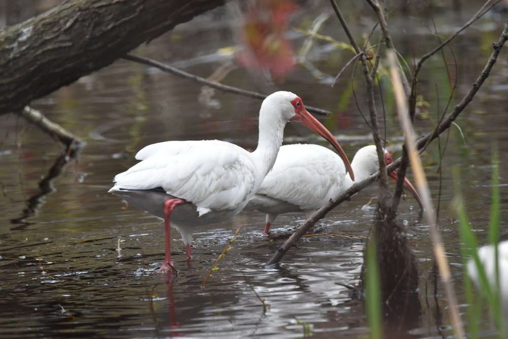 White ibis enjoy fresh water in pools in the Avalon high dunes.