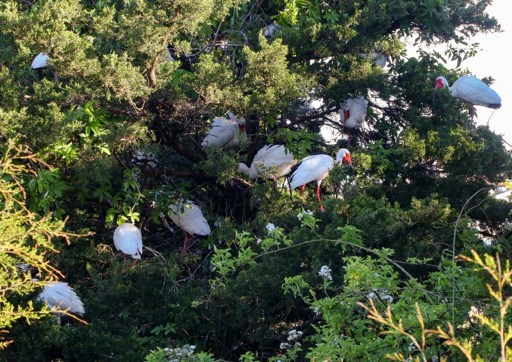 The white ibis rookery in Ocean City.