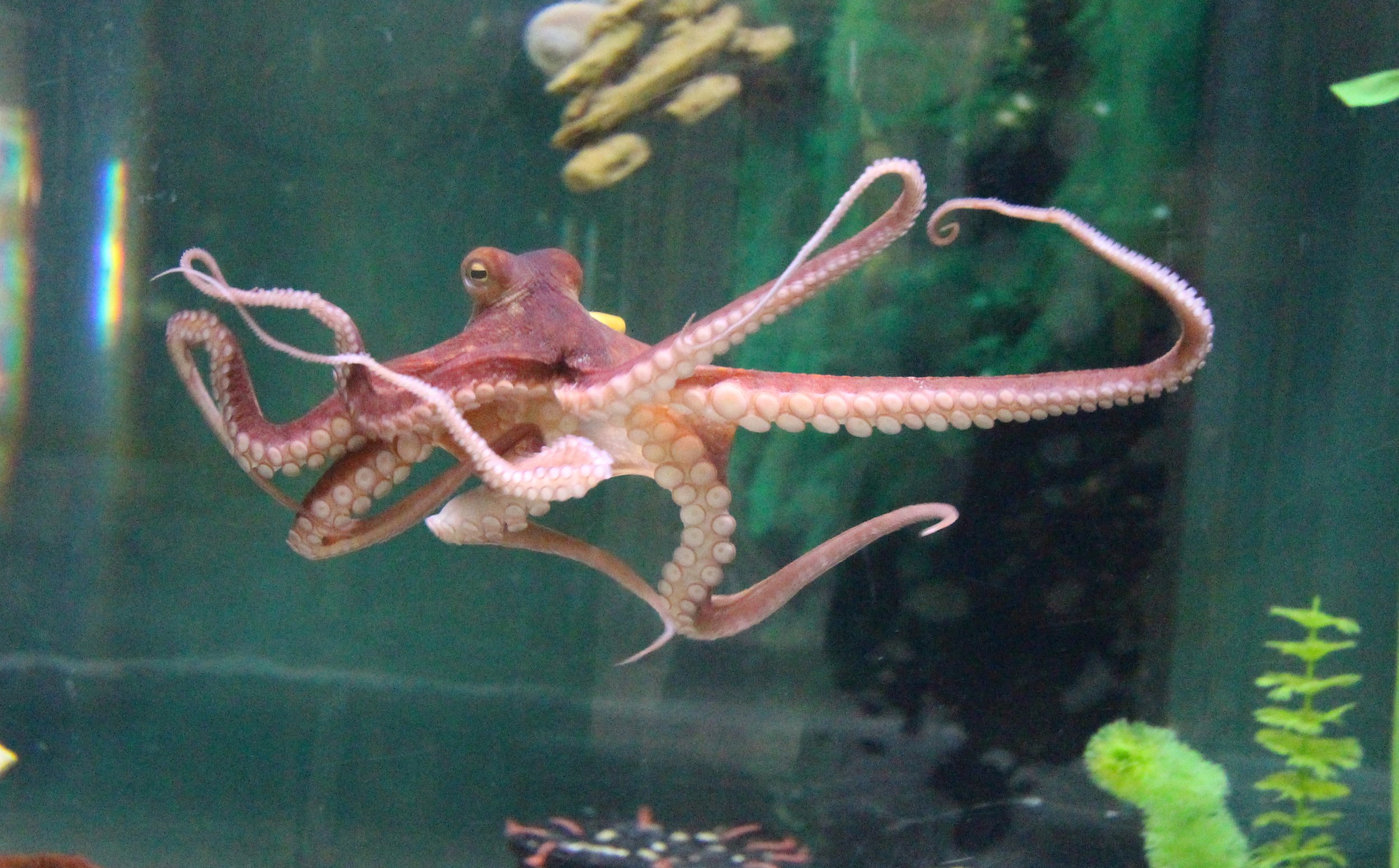 2017 Octopus 5a.jpg