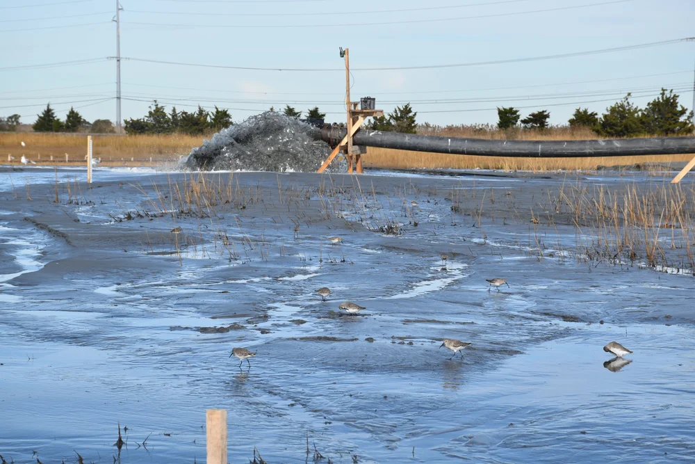 Hydraulic pumping of sand and mud attracted shorebirds