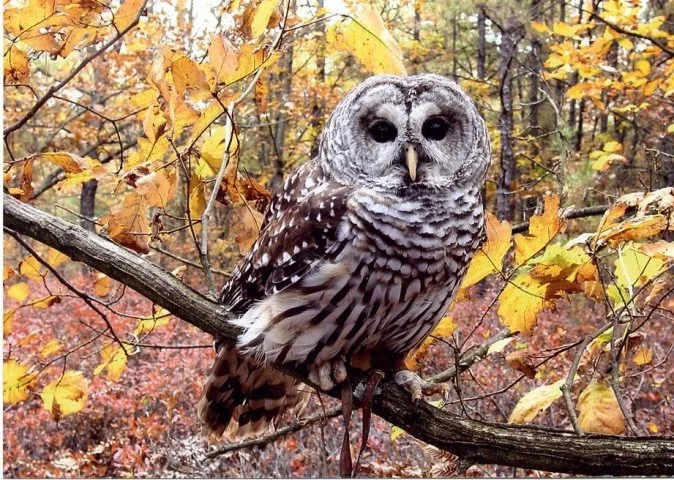 Fur, Feathers and Scales