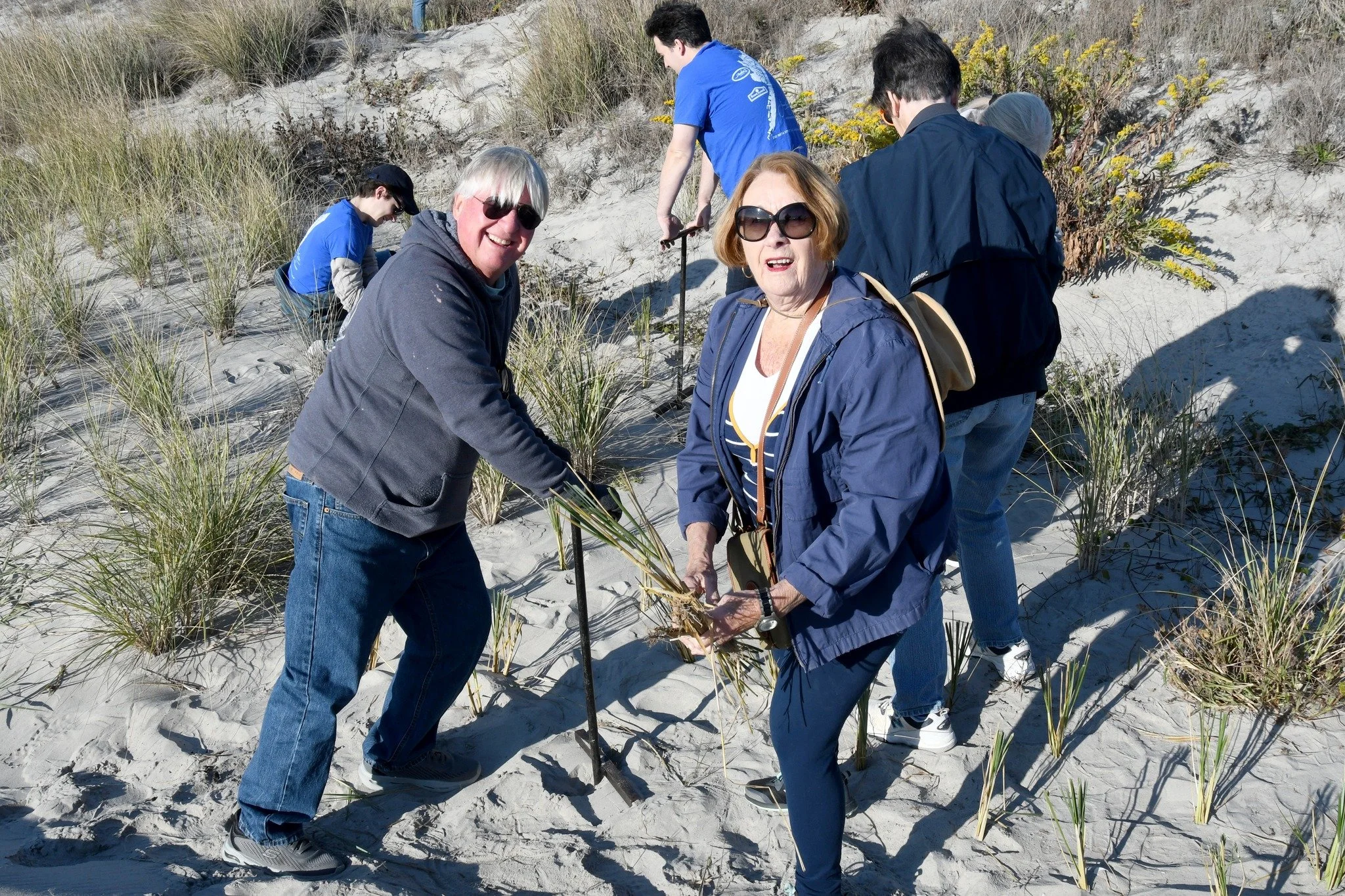 Fall Dune Grass Planting