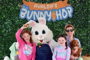 Avalon’s Bunny Hop