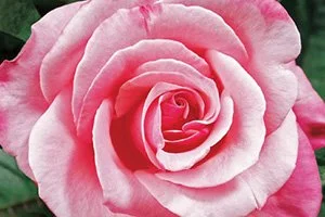 Avalon Garden Club Spring Card Party