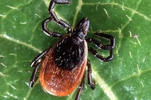 Lyme Disease: Understanding, Prevention, and Treatments