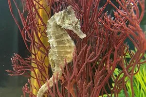 The Wildlife That Call The Tidal Marsh Home