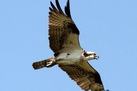 Comeback Story for the Ages – The Osprey in New Jersey