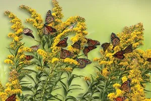 Gray &amp; Green Solutions: Strengthening Our Coastal Resilience in Concert with Nature