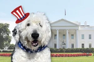 All The Presidents' Dogs
